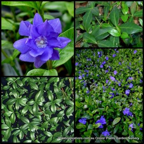 Vinca Flora Plena X 1 Plant Periwinkle Shade Blue Violet Double