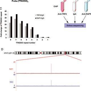 Identification Of Rap And Trf Binding Sites By Chip Seq A Htc