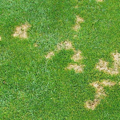 Our Guide To Summer Diseases Part Turf Disease Summer Garden