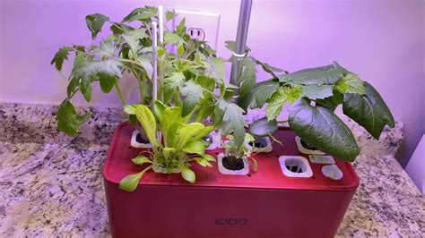 Idoo Hydroponic System Water Change And Update Youtube