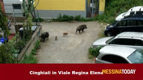 Linvasione Dei Cinghiali Nel Centro Urbano Di Messina Segnalazione