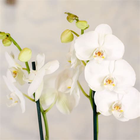 Orqu Dia Phalaenopsis Blanca Tijes Art Dhorta