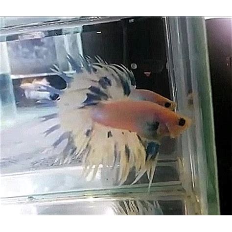 A S Marble Crowntail Erkek Betta L