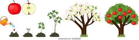 Life Cycle Apple Tree Isolated On Stock Vector Royalty Free 2152281209 Shutterstock