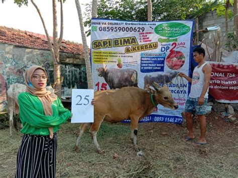 SAPI QURBAN 2020 No Sapi 25 GoQurban Jual Kambing Domba Sapi