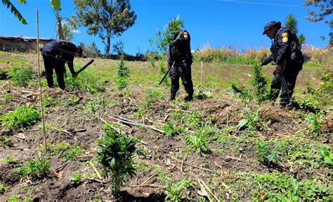 Pnc De Guatemala On Twitter Erradicaci N De Marihuana En Totonicap N