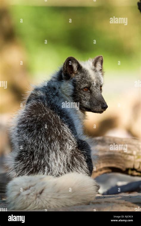 Polar fox in the forest Stock Photo - Alamy