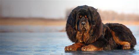 Top Activities For Tibetan Mastiffs Wag