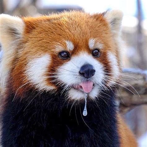 Wintery Derp Rredpandas