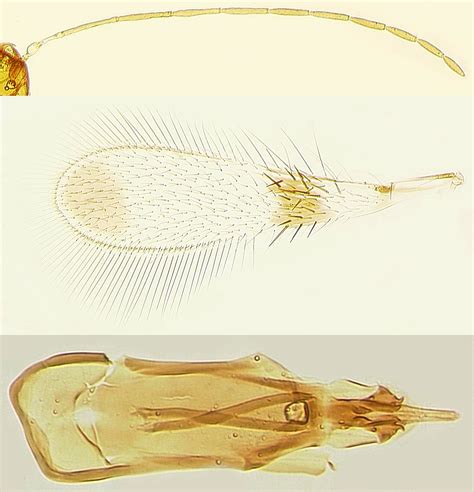 Polynema Dikobraz Waspweb