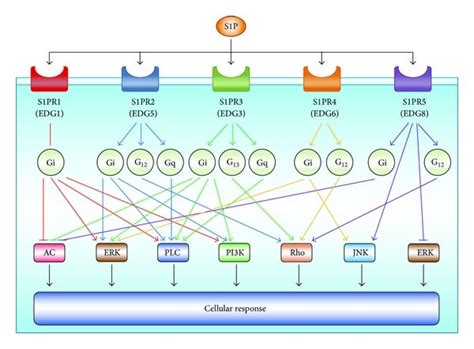 Downstream Signaling Pathways Of Sphingosine 1 Phosphate S1p