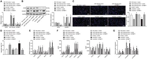 Ezh2 Inactivated The Tgfβsmad Pathway By Regulating The Expression Of