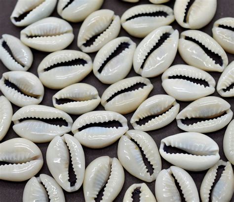 Cowrie Shell 50pc 12 34 Inch Sliced Cowrie Shells