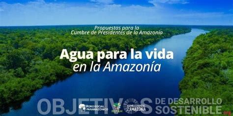 Refuerzo de la reforestación claves para combatir la deforestación