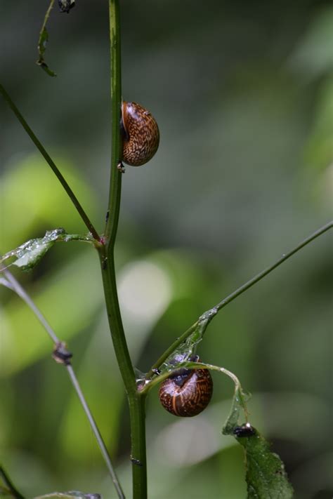 Free Images Tree Nature Branch Leaf Flower Green Produce Insect Botany Flora Fauna