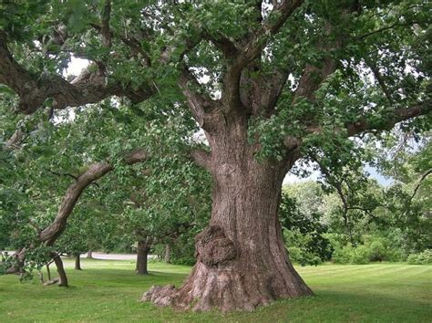 How Many Kinds of Oak Trees Are There? — Nashville Tree Conservation Corps