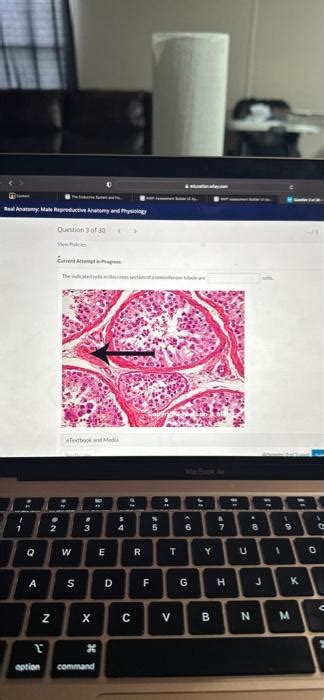 Solved The Indicated Cells In This Cross Section Of A Chegg