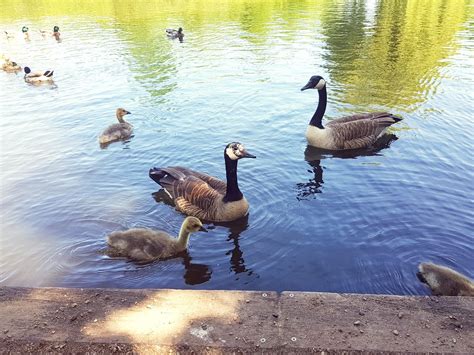 Canada Geese Chick Free Photo On Pixabay Pixabay