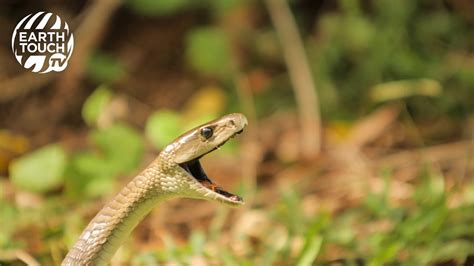 Baby Black Mambas Emerge From Their Eggs YouTube