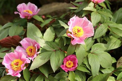 Peony Sex Exploring The Truth About Male And Female Peonies