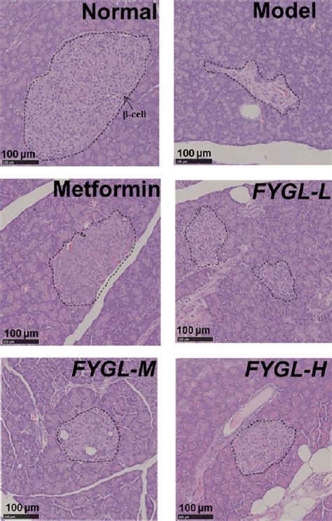 Histopathology Of Pancreatic Islets Stained By Hematoxylinandeosin Hande Download Scientific