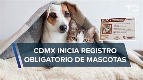 Registro de mascotas ya es OBLIGATORIO en CdMx cómo obtener el RUAC