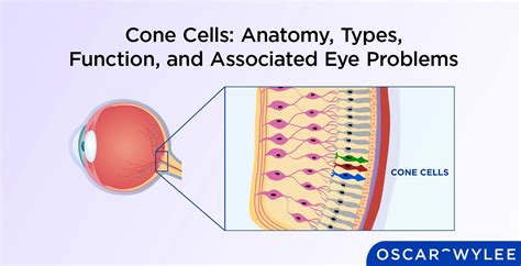 Cone Cells Anatomy Types Function And Associated Eye Problems