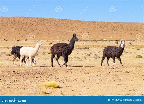 Bolivian Llama Breedingbolivia Stock Image Image Of Bolivia Blue