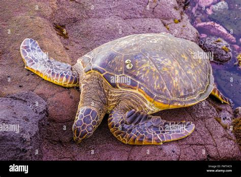 Hawaiian Green Sea Turtle Maui Stock Photo Alamy