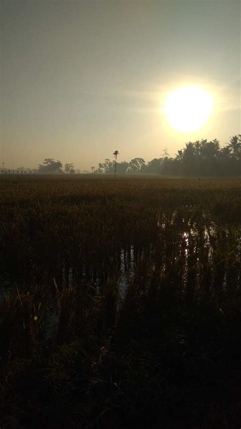 Gambar Pemandangan Sawah Di Pagi Hari - Gambar Pemandangan Indah