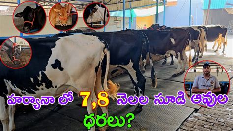 హర్యానా లో 78 నెలల సూడి ఆవుల ధరలు 8571860128 Hf Pregnant Cows For