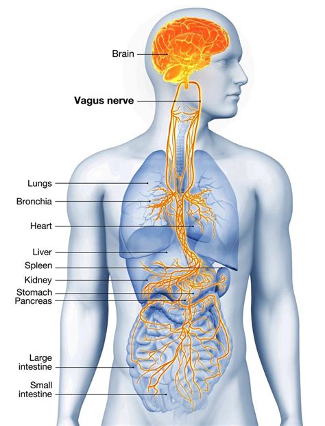 Sound Therapy, the Vagus Nerve and Relaxation