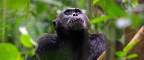 Kibale Forest National Park - Chimpanzee Trekking tours