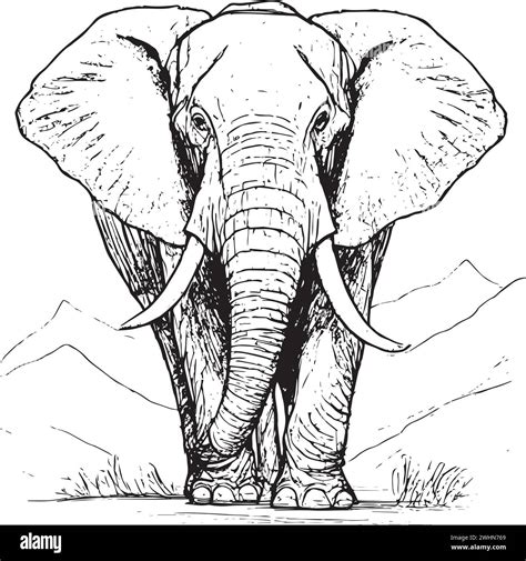 Vintage Elephant Illustration Stock Vector Images Alamy