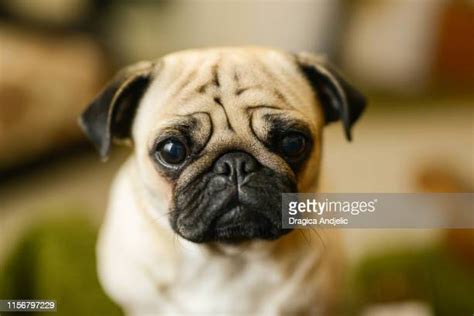 11457 Pugs Stock Photos High Res Pictures And Images Getty Images