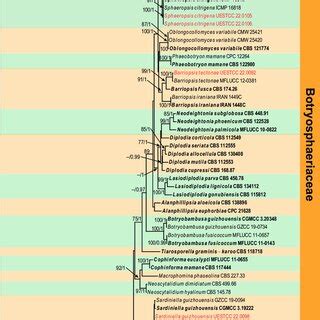 Phylogram Generated From Raxml Analysis Based On Combined Its And Tef