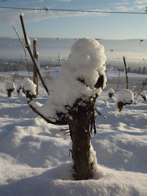 Pied Vigne Sous La Neige Le Caveau Bugiste