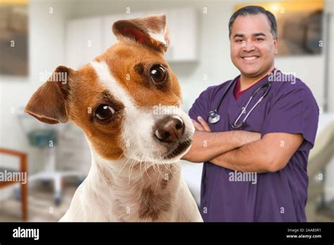 Portait Of An Adorable Jack Russell Terrier In Office With Male