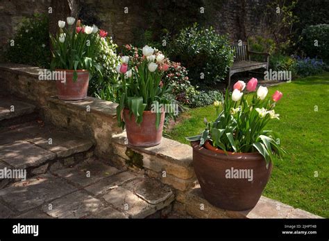 Spring Tulips In Terracotta Pots Lining Stepped Path In English Garden