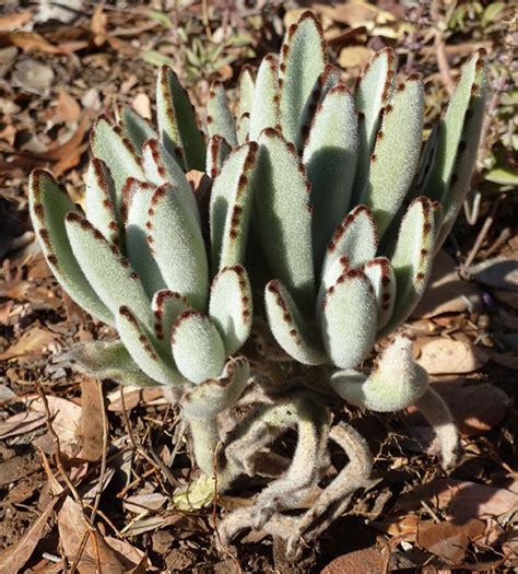 Como Plantar E Cuidar Da Suculenta Orelha De Gato