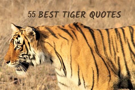 Tiger Quotes And Sayings
