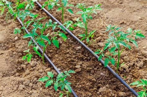 Os tomates são cultivados em uma estufa e um sistema de irrigação por