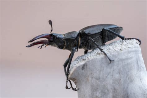 780+ Japanese Stag Beetle Photos Stock Photos, Pictures & Royalty-Free Images - iStock