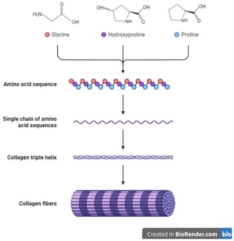 The Extracellular Matrix Macromolecules Encyclopedia Mdpi