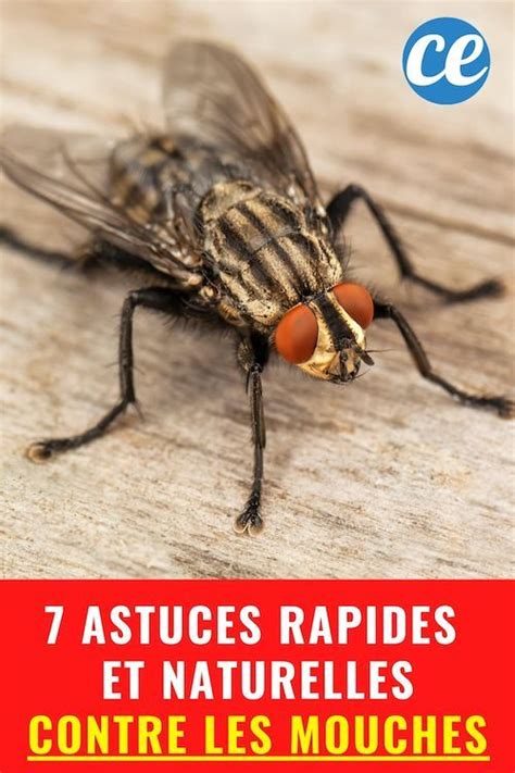 7 Trucs Rapides Naturels Pour Débarrasser Votre Maison des Mouches