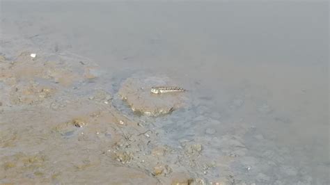 Boddart S Blue Spotted Mudskipper From