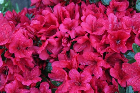 Azalea Evergreen ‘red Red Wilsons Garden Center