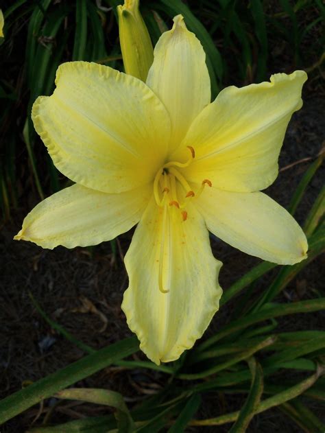 What Is Your Most Fragrant Daylily In The Daylilies Forum