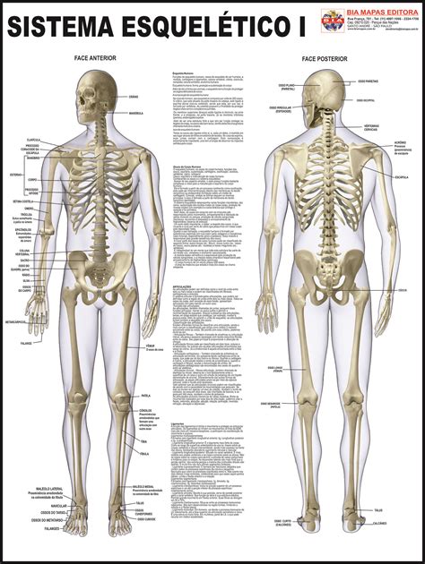 Sistema Esquelético I Bia Mapas