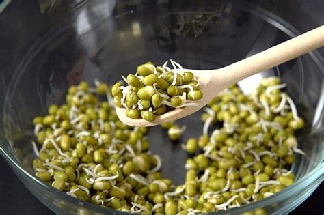 Mung Bean Sprouts Nifty Choices For Foodies